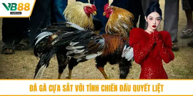 Đá gà cựa sắt với tính chiến đấu quyết liệt Đá gà cựa sắt với tính chiến đấu quyết liệt
